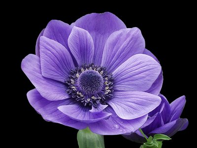Anemone.