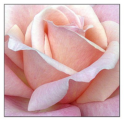 Pink Rose