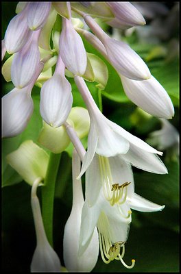 Hosta