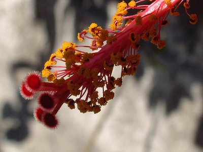 Hibiscus stamen