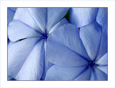 Plumbago