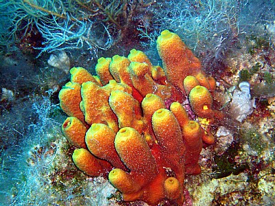 yellow sponges