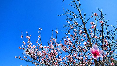 Spring