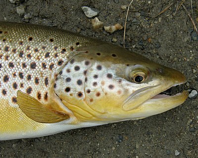 German Brown Trout