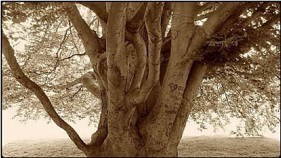 the tattooed tree