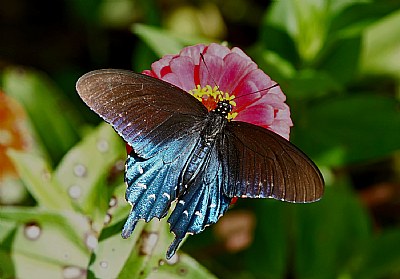 swallowtail blues