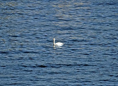 Distant Swan