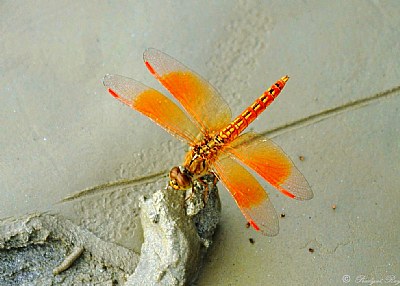 Dragon Fly