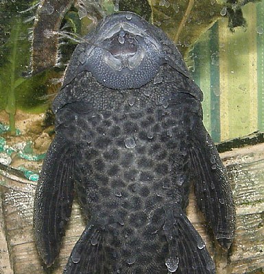 Plecostomus