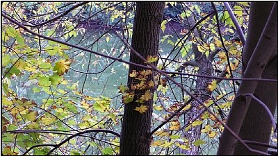 fall trees