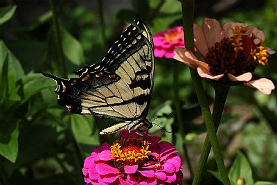 zinnia delight