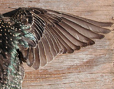 Starling Wing