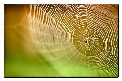 The October Web