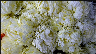 white flowers