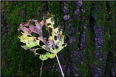 tattered leaf