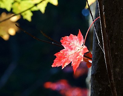 fall leaf 1