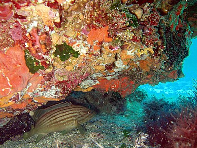 epinephelus costae