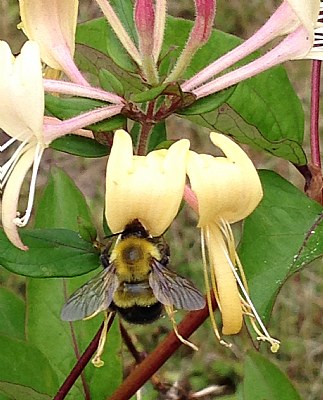 Honeysuckle-Bumblebee