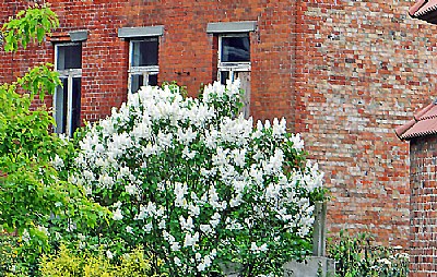 Flowers & Bricks