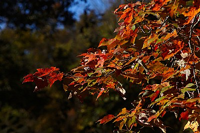 green revealing red