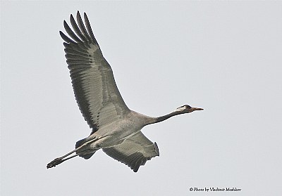Gray Crane in flight. 