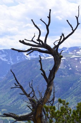 Tree and Mountains