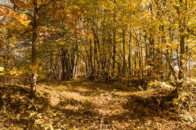 autumn track