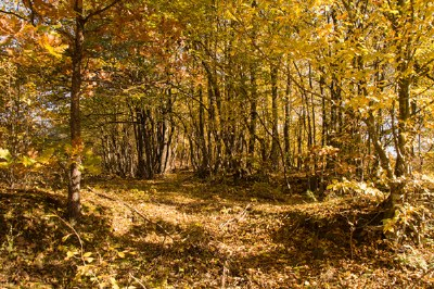 autumn track