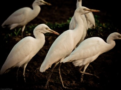 Egret