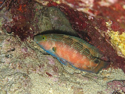 wrasse