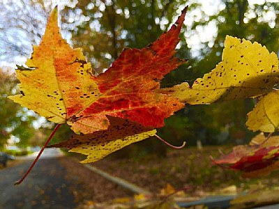 Leaves on the Windshield