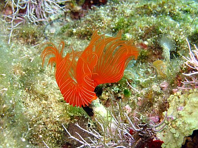 tube worm