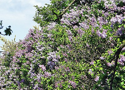 Trees & Flowers