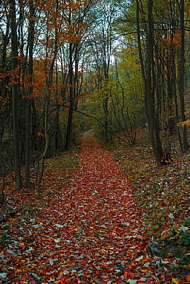 The path through the woods