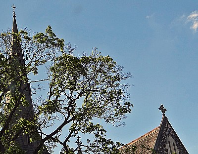 Church & Tree
