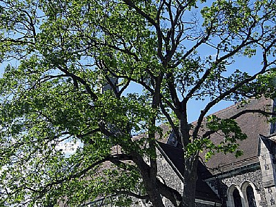 Tree & Church