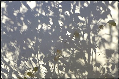 shadow leaves