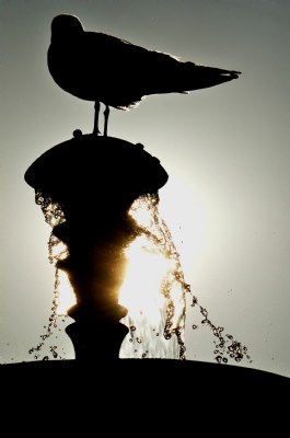 Bird and Water