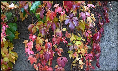 leaf shower