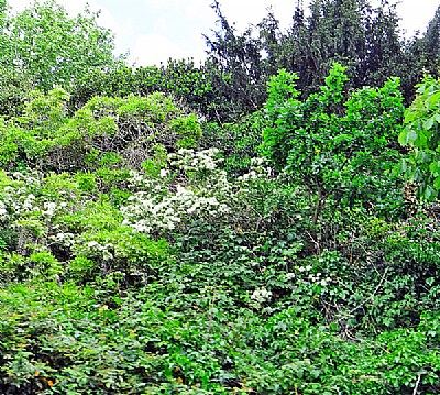 Green & Flowers