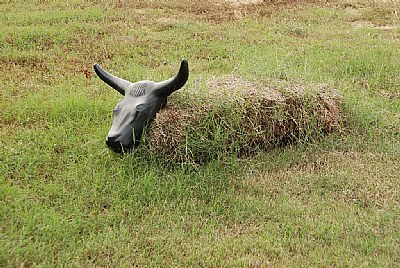 Roping Practice Bull