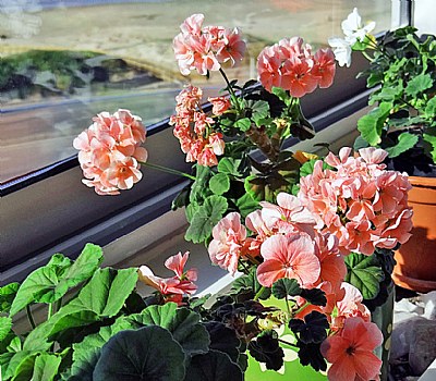 Flowers & Window