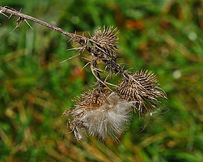 thistle making more.