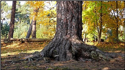 fir-trunk in fall