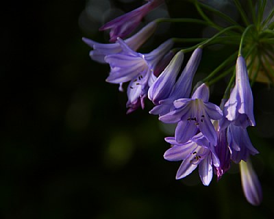 Pastel bells