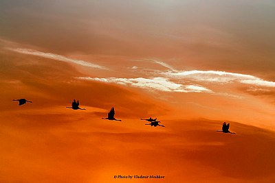 Gray Cranes. In SunSet.