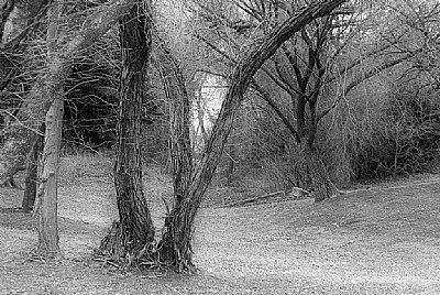 Trees at Park