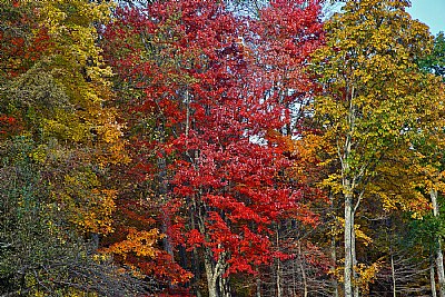 rainbow woods