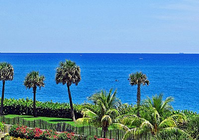 Trees &  Blue Ocean
