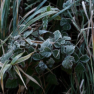 frost